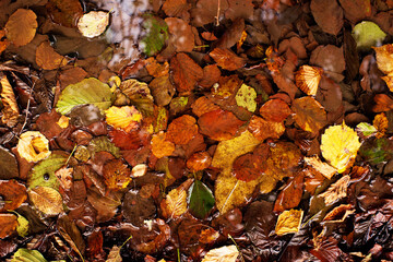 Dry fallen autumn leaves on the path in the park on a sunny day, bright autumn background, soft selective focus	