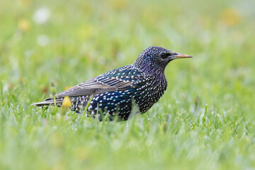 beautiful starling in mating season
