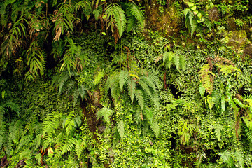 Green plant background of fern in boxwood forest.