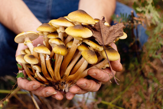 Fresh honey mushrooms in hands collected in the forest in autumn close-up, soft focus