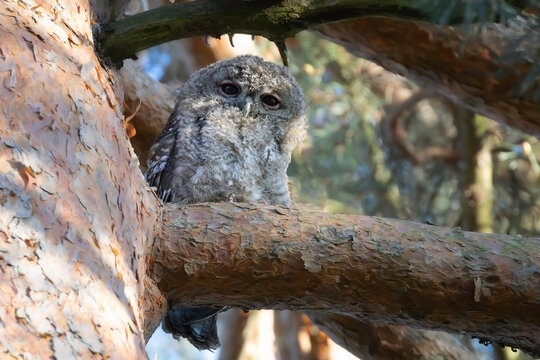 young curious tawny owl un in a pine