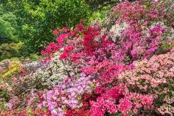 Plexiglas foto achterwand Beautiful azalea flowers blooming in spring © eyetronic