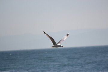 seagull  bird flying in blue sky