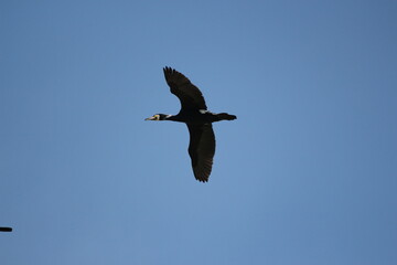 wild goose flying in blue sky