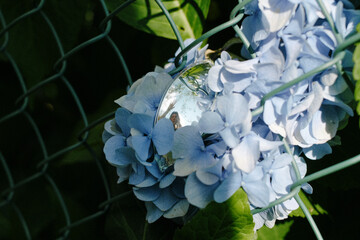 Girl waves from hydrangea flower