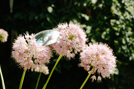 Hand in small mirror on flowers