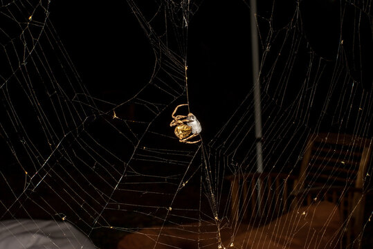 Spider web with prey capture in it