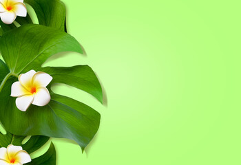 Top view of holiday travel beach with flower plumeria and monstera leaves on green background