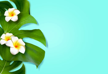 Top view of holiday travel beach with flower plumeria and monstera leaves on blue background.