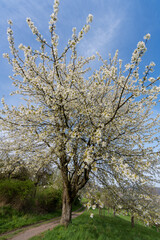 Blütenbäume in Marburg, Obstbaumblüte Felder