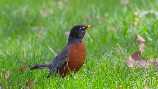 American Robin in grass. Though they are familiar town and city birds, American Robins are at home in wilder areas