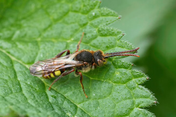 Closeup on a European Nomad cleptopoarasite solitary bee, Nomada species, resting on a leaf