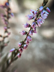 Delicate purple flowers of wild heather in a sunny summer forest. - 783275286