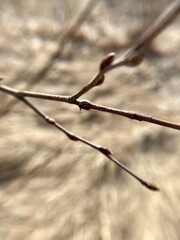 Spring twigs with swollen buds. Close-up photo landscape in nature. - 783275291