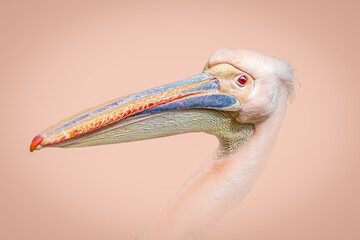 Colorful Pelican Beak and face Close-Up