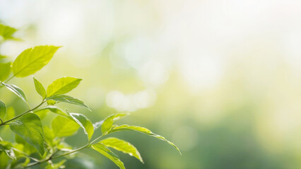 Fototapeta premium A leafy green plant with a bright green color green blurred background in subtle bokeh at back, with copy space