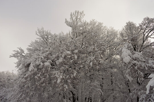 Heavy snow on trees