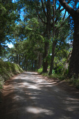 Fototapeta na wymiar Beautiful hills Forest Roadway - in Nuwara Eliya Sri Lanka