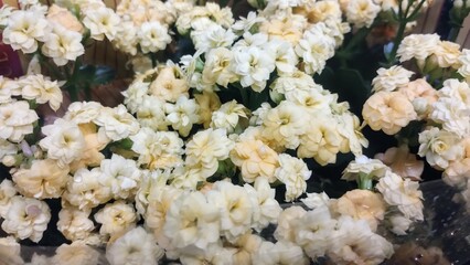 white and yellow flowers