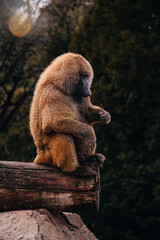 monkey baboon