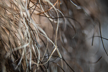Hair Aging Pattern Texture Close-up 