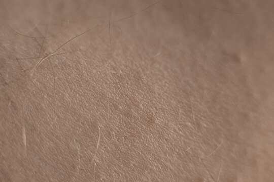 The Hairy Part Of The Human Body