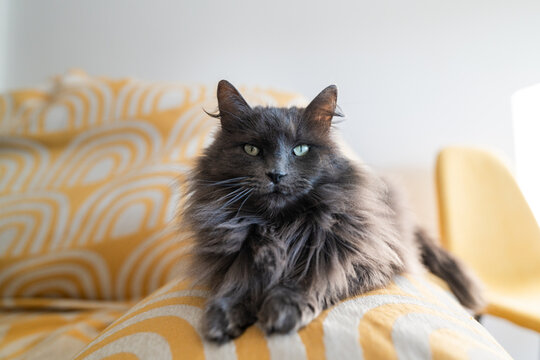 portrait of a domestic gray long-haired cat
