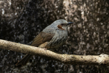 灰色のヒヨドリ