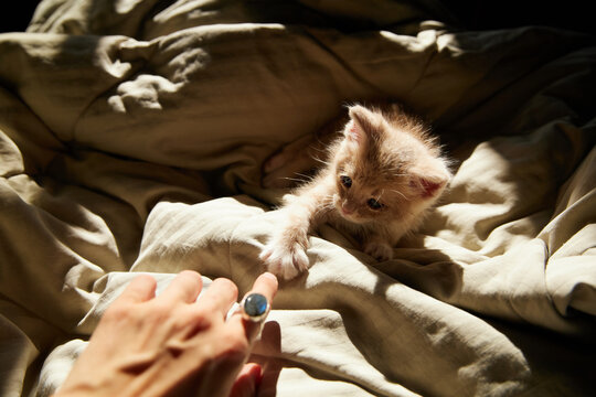 Kitten and human