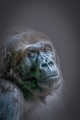 close-up portrait of a gorilla ape on a dark background