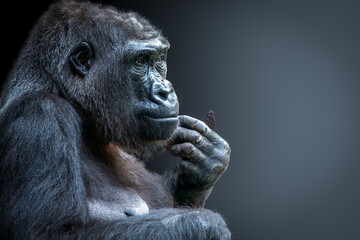 closeup view of a gorilla posed as if thinking