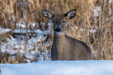 female doe whitetailed deer in snow