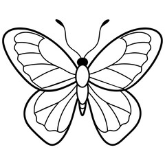 butterfly on white background