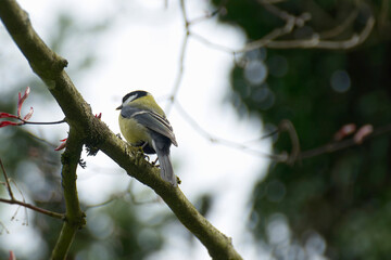 Great tit (Parus major) sitting in a tree in Zurich, Switzerland