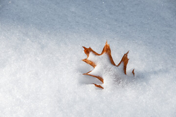 Oak leaf covered in snow