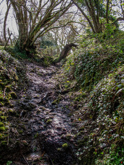 After the Storm a rain soaked cornish path