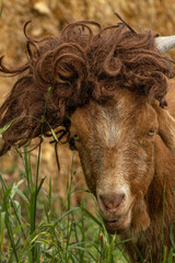 Silly Funny Hilarious Goofy Farm Animal Nubian Boer Mixed Breed Goat Wearing Curly Brown Hair Wig Eating Grass