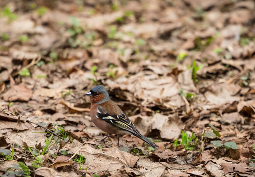 A male eurasian chaffinch on the background of dry leaves in the forest in early spring
