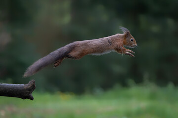 Beautiful Red Squirrel (Sciurus vulgaris) jumping in the forest of Noord Brabant in the Netherlands.                   - obrazy, fototapety, plakaty