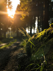 Rothaarsteig trail near Olsberg Bruchhausen. The sun shines through the treetops and illuminates...