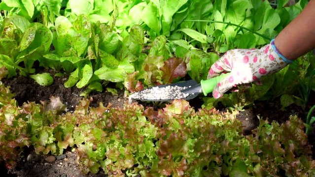 Fertilizer application for vegetables, greenery garden beds. The gardener uses a trowel to spread fertilizer on the garden bed. White granules to improve soil fertility and plant nutrition High