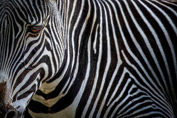 Fototapeta na wymiar closeup of a zebra head and body