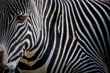 Rolgordijnen closeup of a zebra head and body © Ralph Lear