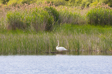 A white swan stands on the shore of a lake - 783288259