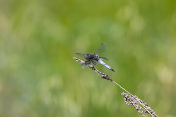 Dragonfly sits on dry grass on a green background close up