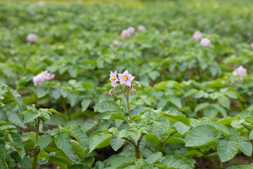 Field with beds of blooming potatoes close up