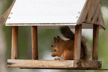 Red squirrel sitting in a bird feeder