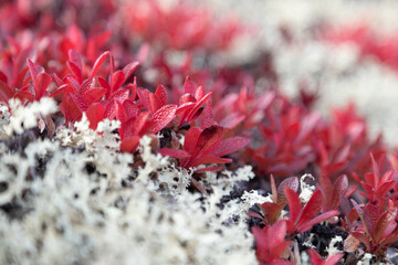Various tundra plants close-up in autumn - 783288405