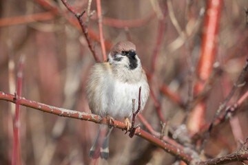 A sparrows sits on a tree branch on winter day close up - 783288416