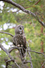 Great gray owl sitting on a tree branch close up